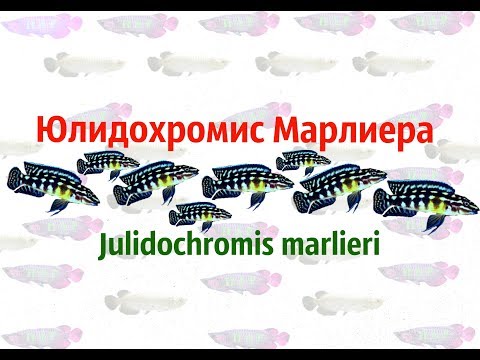 Видео: Юлидохромис Марлиера. Julidochromis marlieri