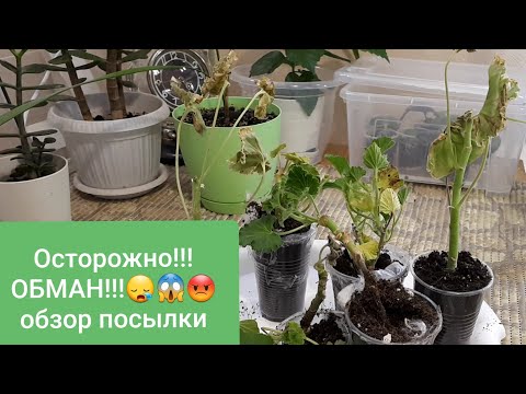 Видео: ШОК!!! УЖАС! Обзор ПОСЫЛКИ с Пеларгониями!