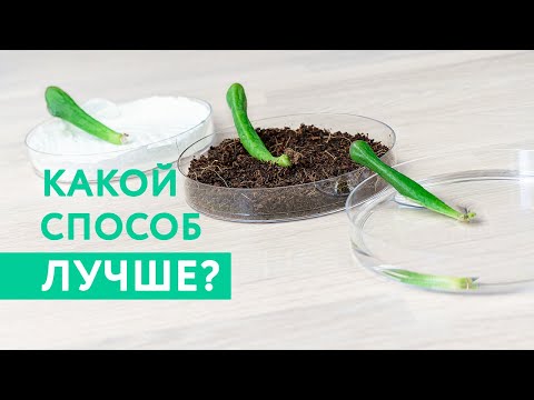 Видео: Как размножать суккуленты листом: 3 эксперимента