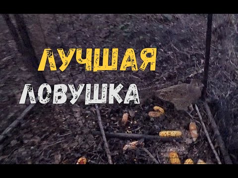 Видео: Одна из ЛУЧШИХ ЛОВУШЕК на Фазана и Куропатку. Поймал курицу!