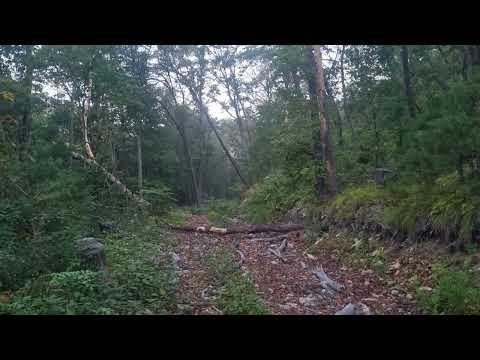 Видео: Охота на изюбря на реву.