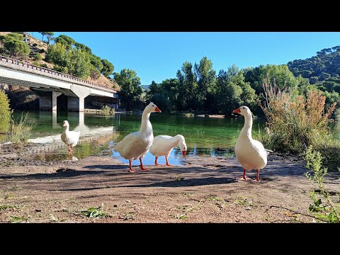 Видео: Река АЛЬБЕРЧЕ и водоём ПИКАДАС - альтернатива Сан-Хуану. Рыбалка на басса, судака и усачей