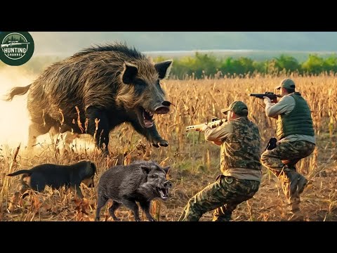 Видео: Полное видео 4k — коллекция лучших сцен охоты на кабана