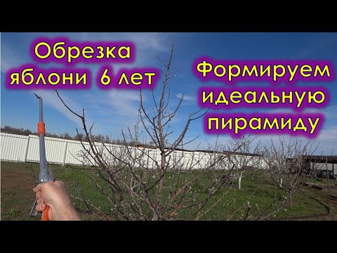 Видео: Обрезка 6 летней яблони  Формируем идеальную пирамиду