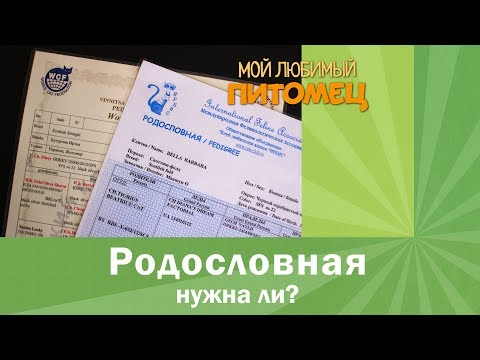 Видео: РОДОСЛОВНАЯ: как можно сэкономить на покупке кошки? Зачем и кому нужны документы