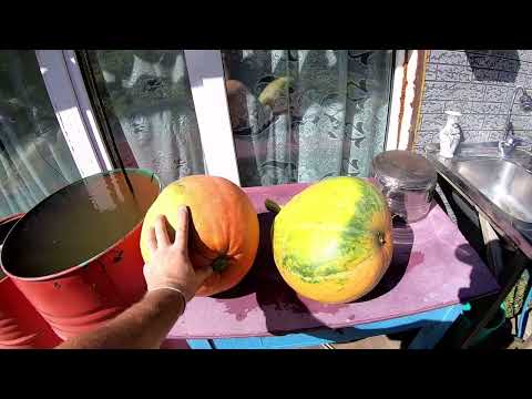 Видео: Урожай Тыквы , Купили перегной и Работы прибавилось !