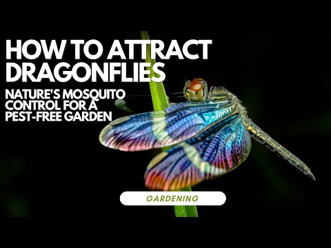 Видео: Как привлечь стрекоз: природные средства борьбы с комарами для сада без вредителей