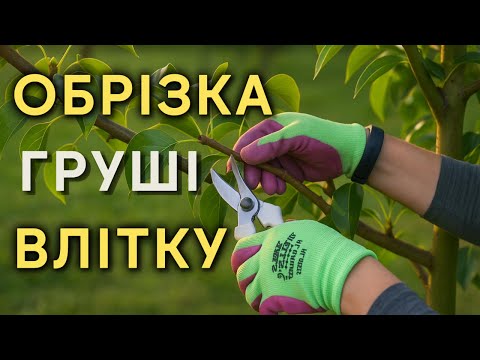 Видео: Обрізка груші влітку — прості правила для гарного врожаю