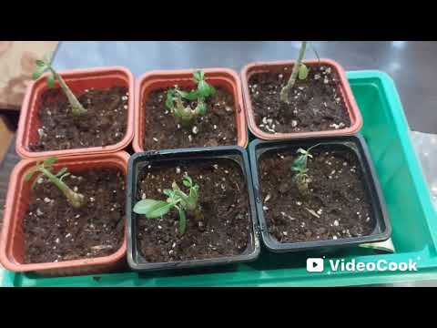 Видео: Домашний влог. Занялась пересадкой Адениумов. За одно посеяла салат Типикал. 👍