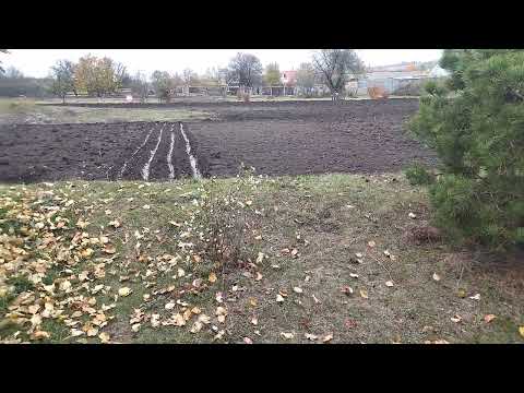 Видео: Посадка чеснока