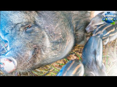 Видео: Свиньи тоже вьют гнёзда. Свинки хуторянки не привыкли пороситься в сараях.