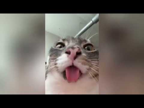 Видео: Как посмотришь это видео сразу поднимается настроение на целый день!!!!!!!
