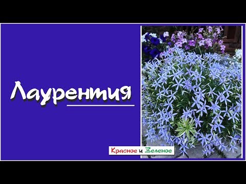Видео: Лаурентия. Вы влюбитесь в эту нежность! Невероятный однолетник для кашпо