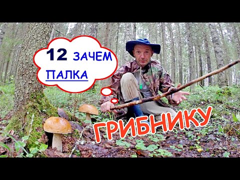 Видео: Зачем ПАЛКА грибнику?! Найдено 12 факторов.