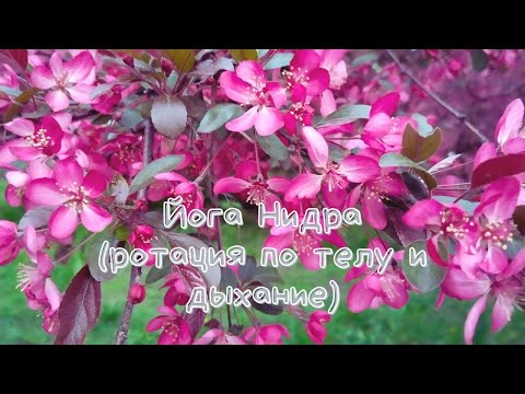 Видео: Йога Нидра (ротация по телу и дыхание) (29 мин)