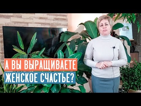 Видео: СПАТИФИЛЛУМ - ЖЕНСКОЕ СЧАСТЬЕ 🌟 Особенности выращивания / Садовый гид