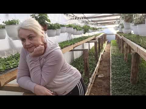 Видео: Есть ли у меня помощники?