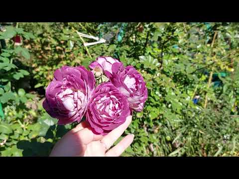 Видео: Чим радує сад у вересні. Секретики  догляду за садом. #garden #тінистий_сад #flowers #