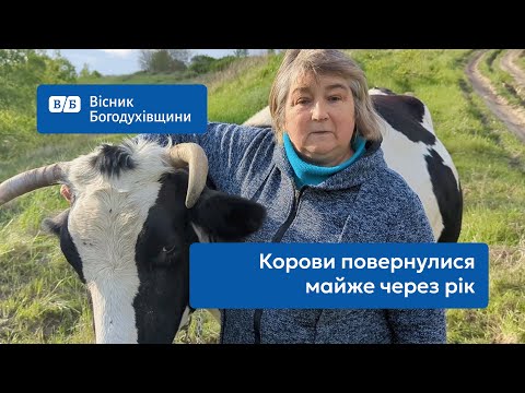 Видео: Корови повертаються додому...