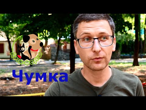 Видео: Чумка у собак (чума плотоядных). Пути передачи, симптомы и профилактика