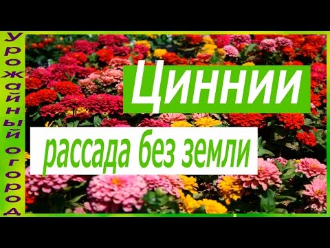 Видео: РАССАДА ЦИННИИ БЕЗ ЗЕМЛИ!