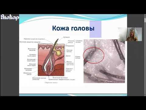 Видео: Основы Трихологии для стилистов и косметологов. Часть 1