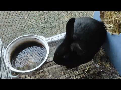 Видео: Кролики, клетка для кроликов 3 в 1.