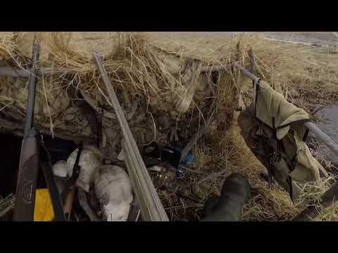 Видео: Охота на гуся 2020