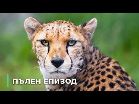 Видео: Смъртоносни хищници на Африка: Остри нокти и отровни зъби | Африка: Зъби и нокти 101 + 102