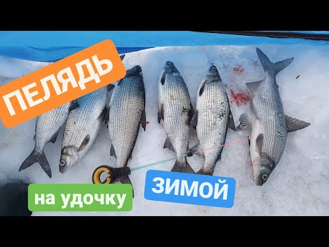 Видео: ПЕЛЯДЬ КАК ЕЁ ПОЙМАТЬ !?  #пелядь #рыбалкавсибири #сиг