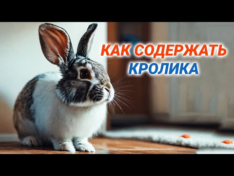 Видео: Декоративные кролики - уход и содержание. Как ухаживать за кроликом в домашних условиях