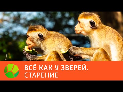 Видео: Старение. Все как у зверей | Живая Планета