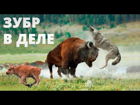 Видео: ЗУБР ПРОТИВ быка, носорога, медведя, питбуля, волка! ЗУБР В ДЕЛЕ!