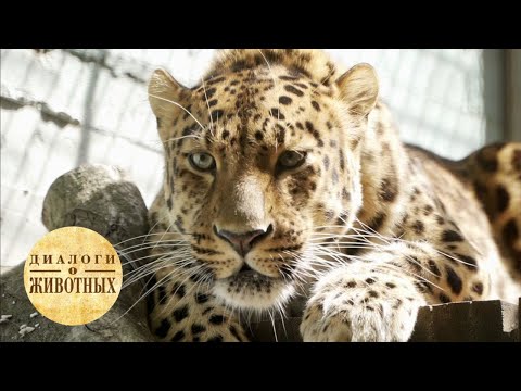 Видео: Зоопарк Ростова-на-Дону. 11 серия / Диалоги о животных @Телеканал Культура