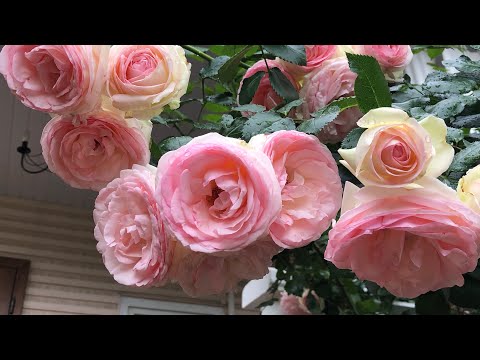 Видео: Как выбрать розу для сада? Сорта роз в реальном саду. Часть 1.