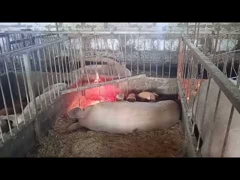 Видео: и снова овцы ☺️ индюки и свиньи