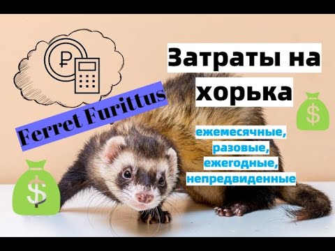 Видео: Затраты на хорька в месяц