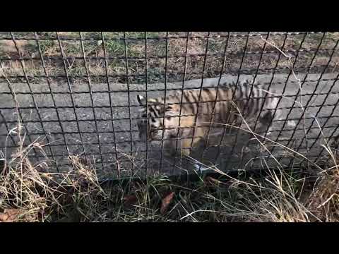 Видео: Скиф не выдержал и показал кто в тигриной семье ГЛАВНЫЙ!!!