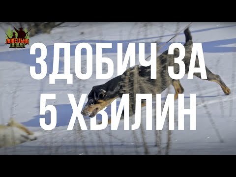 Видео: Полювання на лисицю з ягдтер'єром. Ловецька школа Випуск 3