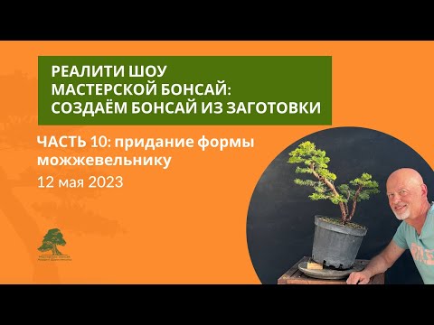 Видео: Бонсай из можжевельника
