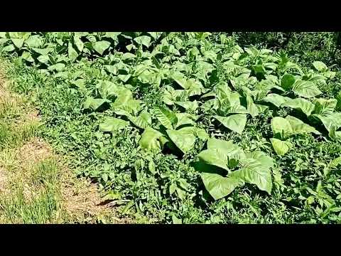 Видео: Обзор на 10 июля.