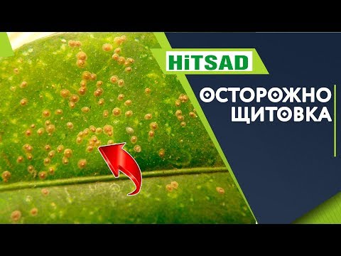 Видео: Осторожно! Щитовка на комнатных растениях ✔️ Как избавится от вредителей цветов ✔️ Липкий лист