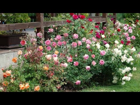 Видео: Самые красивые кусты роз в моём саду удивят вас!