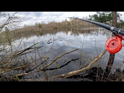 Видео: КОГДА СОЛНЦЕ САДИТЬСЯ, поплавок НАЧИНАЕТ УТАСКИВАТЬ. Рыбалка на реке в 2024