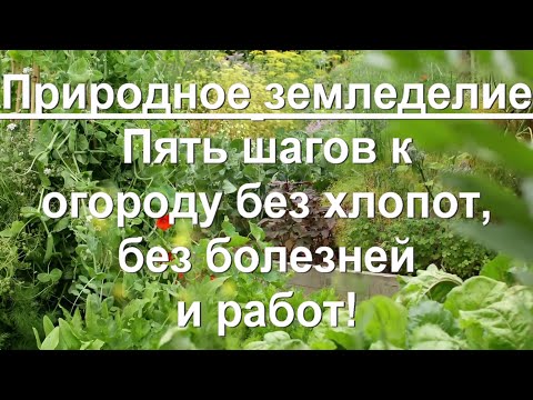 Видео: 95. Природное земледелие - пять шагов к огороду без хлопот.