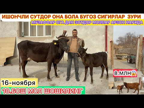Видео: ИШОНЧЛИ СУТДОР ОНА БОЛА БУГОЗ СИГИРЛАР  ЗУРИ МУЗАФФАР ОГА ДАН ЗОТДОР МОЛЛАР АРЗОН НАРХДА 16-ноября.