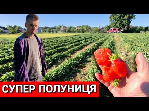 Видео: Кращий сорт ПОЛУНИЦІ🍓. Садитиму тільки його