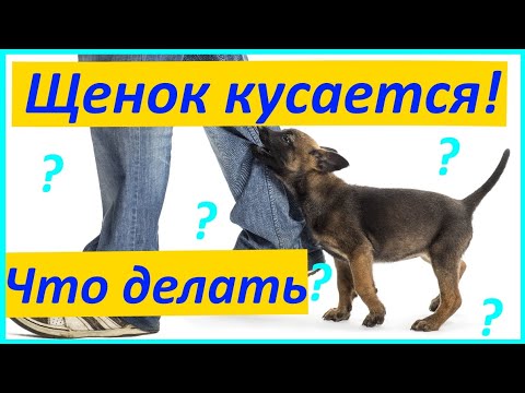 Видео: 283. ЩЕНОК КУСАЕТСЯ! ЧТО ДЕЛАТЬ? Щенок кусает руки, бросается на ноги