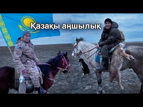 Видео: ШИБӨРІГЕ ТАЗЫМЕН ҚАЗАҚЫ АҢШЫЛЫҚ. Охота на шакала с тазы