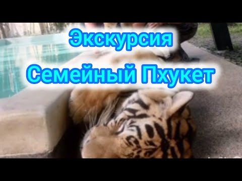 Видео: Экскурсия "Семейный Пхукет" : тигровое королевство, змеиная ферма, храм Ват Чалонг и прочее.